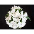 Dianthus - White